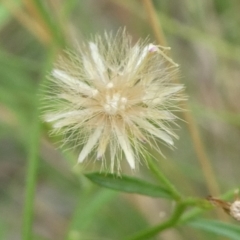 Unidentified Other Wildflower or Herb at QPRC LGA - 3 Mar 2023 by arjay