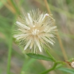 Unverified Other Wildflower or Herb by arjay