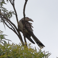 Scythrops novaehollandiae (Channel-billed Cuckoo) at Shoal Bay, NSW - 25 Dec 2023 by MichaelWenke