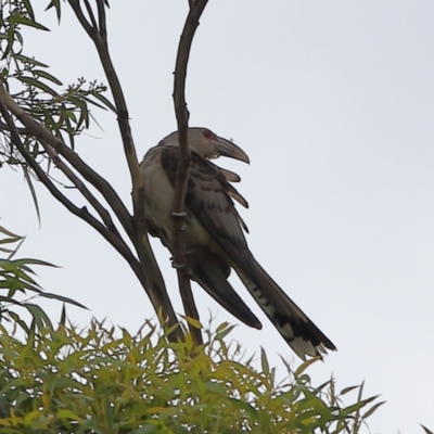 Scythrops novaehollandiae (Channel-billed Cuckoo) at Shoal Bay, NSW - 25 Dec 2023 by MichaelWenke