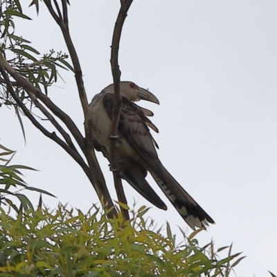 Scythrops novaehollandiae (Channel-billed Cuckoo) at Shoal Bay, NSW - 24 Dec 2023 by Trevor