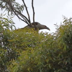 Scythrops novaehollandiae at Shoal Bay, NSW - 25 Dec 2023 08:49 AM