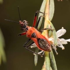 Gminatus australis (Orange assassin bug) at O'Connor, ACT - 23 Dec 2023 by ConBoekel