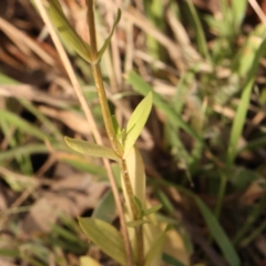 Centaurium sp. at Bruce Ridge - 23 Dec 2023