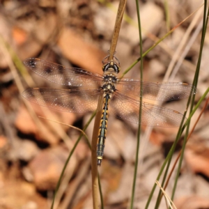 Hemicordulia tau at Black Mountain - 22 Dec 2023 11:10 AM