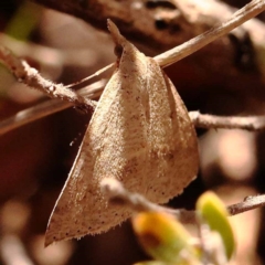 Nearcha nullata (Rounded Nearcha) at Black Mountain - 22 Dec 2023 by ConBoekel