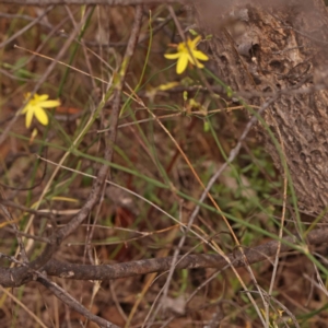 Tricoryne elatior at Bruce Ridge - 23 Dec 2023