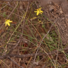 Tricoryne elatior (Yellow Rush Lily) at Bruce Ridge - 23 Dec 2023 by ConBoekel