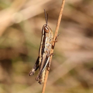 Macrotona australis at Black Mountain - 22 Dec 2023