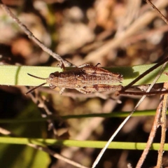 Phaulacridium vittatum (Wingless Grasshopper) at Black Mountain - 22 Dec 2023 by ConBoekel