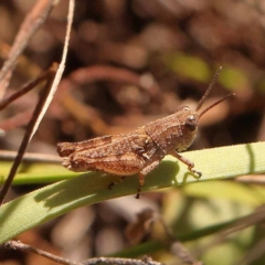 Phaulacridium vittatum at Point 5816 - 22 Dec 2023 11:03 AM