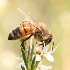 Apis mellifera (European honey bee) at Bruce Ridge - 23 Dec 2023 by ConBoekel