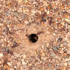 Iridomyrmex purpureus (Meat Ant) at Bruce Ridge - 23 Dec 2023 by ConBoekel