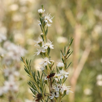 Kunzea ericoides (Burgan) at O'Connor, ACT - 23 Dec 2023 by ConBoekel