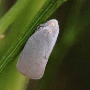 Anzora unicolor at O'Connor, ACT - 23 Dec 2023 05:06 PM