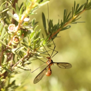 Leptotarsus (Leptotarsus) clavatus at Acton, ACT - 22 Dec 2023