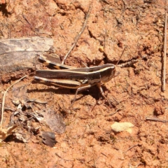 Macrotona australis (Common Macrotona Grasshopper) at Black Mountain - 22 Dec 2023 by ConBoekel