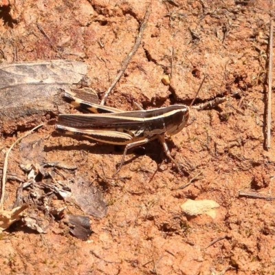 Macrotona australis (Common Macrotona Grasshopper) at Black Mountain - 22 Dec 2023 by ConBoekel
