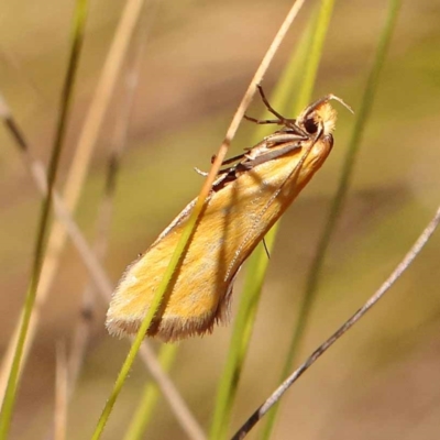 Eulechria electrodes (Yellow Eulechria Moth) at Black Mountain - 22 Dec 2023 by ConBoekel