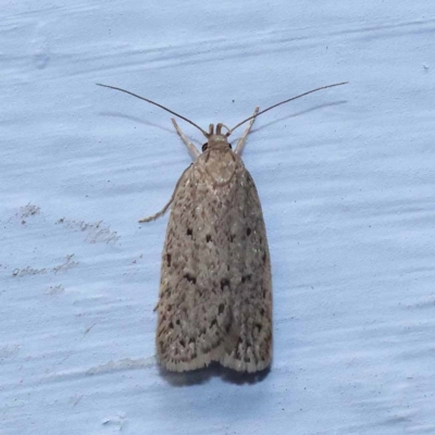 Chezala privatella (A Concealer moth) at Turner, ACT - 10 Dec 2023 by ConBoekel