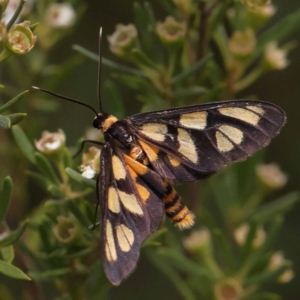 Amata (genus) at Bruce Ridge - 23 Dec 2023 03:08 PM