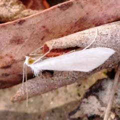 Tipanaea patulella (A Crambid moth) at Bruce Ridge - 23 Dec 2023 by ConBoekel
