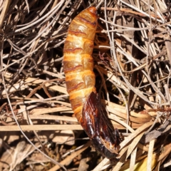 Hepialidae (family) IMMATURES (Unidentified IMMATURE Swift or Ghost Moth) at Black Mountain - 22 Dec 2023 by ConBoekel