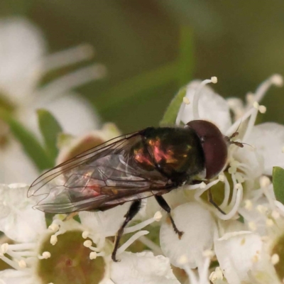 Syrphidae (family) at O'Connor, ACT - 23 Dec 2023 by ConBoekel