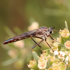 Unidentified Robber fly (Asilidae) at O'Connor, ACT - 23 Dec 2023 by ConBoekel