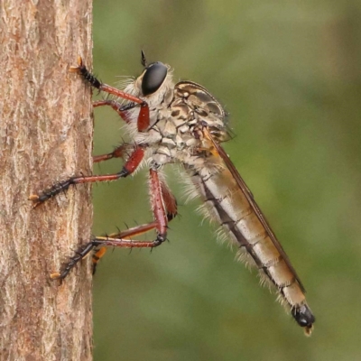 Zosteria sp. (genus) (Common brown robber fly) at Bruce Ridge - 23 Dec 2023 by ConBoekel