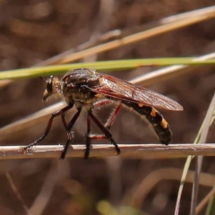 Chrysopogon muelleri (Robber fly) at Black Mountain - 22 Dec 2023 by ConBoekel