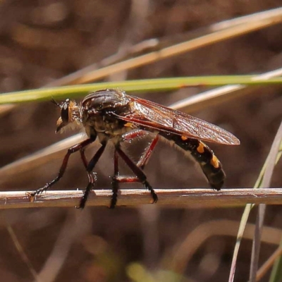 Unidentified Robber fly (Asilidae) at Point 60 - 22 Dec 2023 by ConBoekel