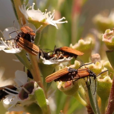 Porrostoma rhipidium (Long-nosed Lycid (Net-winged) beetle) at Black Mountain - 22 Dec 2023 by ConBoekel