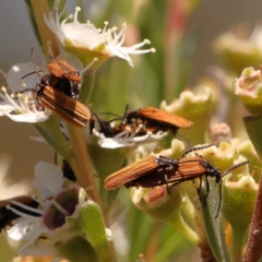 Porrostoma rhipidium (Long-nosed Lycid (Net-winged) beetle) at Black Mountain - 22 Dec 2023 by ConBoekel