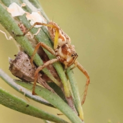 Oxyopes sp. (genus) (Lynx spider) at O'Connor, ACT - 23 Dec 2023 by ConBoekel