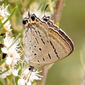 Jalmenus ictinus at Bruce Ridge - 23 Dec 2023 03:15 PM