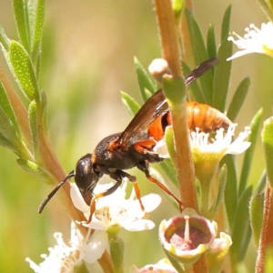 Eumeninae (subfamily) at Acton, ACT - 22 Dec 2023