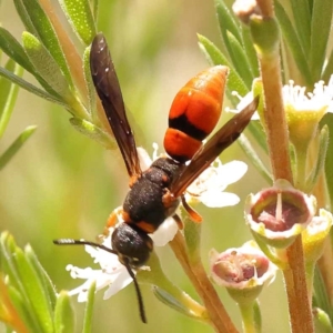 Eumeninae (subfamily) at Acton, ACT - 22 Dec 2023