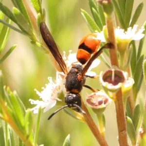 Eumeninae (subfamily) at Acton, ACT - 22 Dec 2023