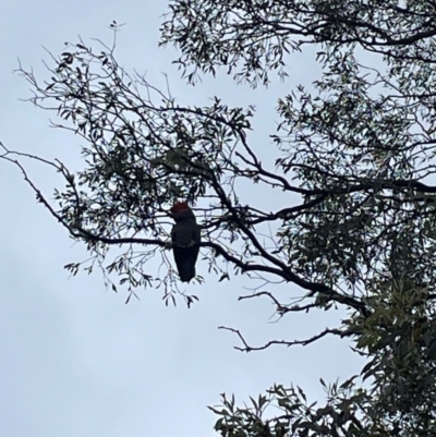 Callocephalon fimbriatum (Gang-gang Cockatoo) at Crackenback, NSW - 25 Dec 2023 by Mavis