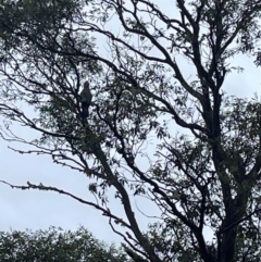 Callocephalon fimbriatum at Crackenback, NSW - 25 Dec 2023