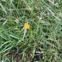 Hypochaeris radicata (Cat's Ear, Flatweed) at Crackenback, NSW - 25 Dec 2023 by Mavis