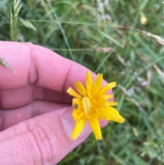 Hypochaeris radicata at Crackenback, NSW - 25 Dec 2023 06:26 PM