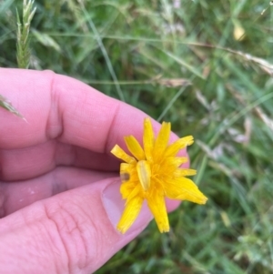 Hypochaeris radicata at Crackenback, NSW - 25 Dec 2023