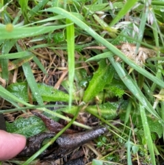 Hypochaeris radicata at Crackenback, NSW - 25 Dec 2023 06:26 PM