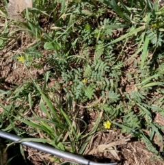 Tribulus terrestris (Caltrop, Cat-head) at West Belconnen Pond - 23 Dec 2023 by Rosie