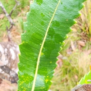 Banksia serrata at Murramarang National Park - 25 Dec 2023
