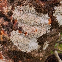 Banksia serrata at Murramarang National Park - 25 Dec 2023