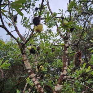 Banksia serrata at Murramarang National Park - 25 Dec 2023
