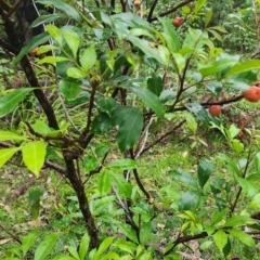 Synoum glandulosum (Scentless Rosewood) at Murramarang National Park - 25 Dec 2023 by Steve818